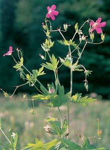 tu- Ïebník jilmov (Filipendula ulmaria), kakost bahenní (Geranium palustre), vrbina obecná (Lysimachia vulgaris), máta dlouholistá (Mentha longifolia), pfiesliãka bahenní (Equisetum palustre), kyprej