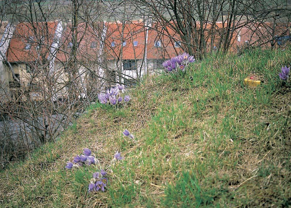 3-76_BM_uzemi_.4.008 3:49 Stránka 50 Brnûnsko GEOLOGIE Skalní podloïí je tvofieno obnaïen mi skalkami z hornin brnûnského masivu (metabazity nebo Ïulové porfyry).