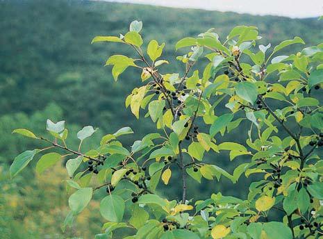 Na svazích skalky spoleãnû s jin mi kfiovinami roste teplomiln kefi fie etlák poãistiv (Rhamnus cathartica).