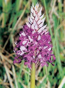 4 Klínûnka Gregorova (Phyllonorycter eugregori) se nejblíïe Stránské skále vyskytuje na jiïním Slovensku; dole miny housenky v listech ãilimníku fiezenského.