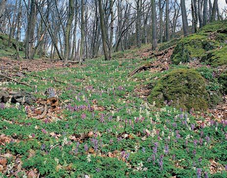 3-76_BM_uzemi_.4.008 3:49 Stránka 69 Okres Brno-mûsto ích v znamn ch druhû zde roste napfiíklad okrotice bílá (Cephalanthera damasonium), o. dlouholistá (C.