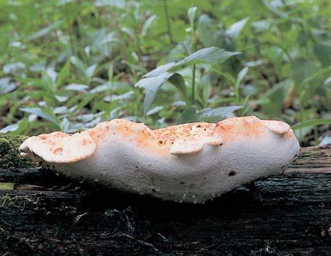 Po celém území PR se roztrou- enû vyskytuje okrotice bílá (Cephalanthera damasonium).