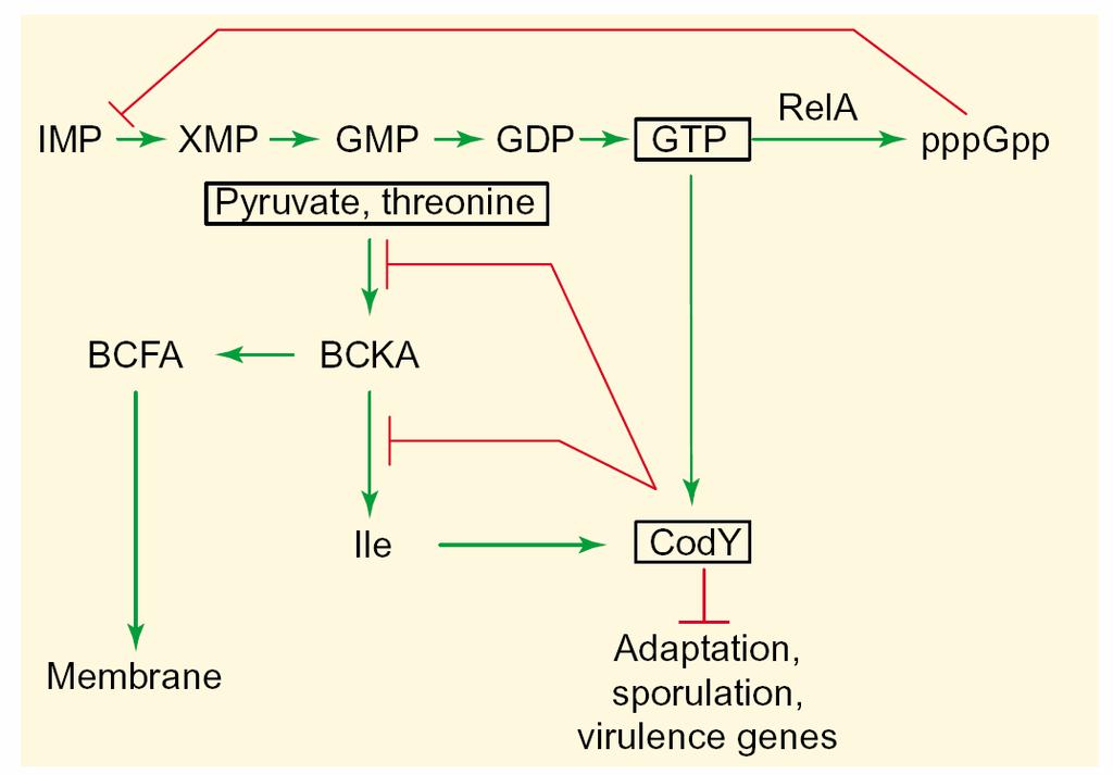 Represor CodY = má 2 ko-represory (GTP, Ile), = snížení každého z nich částečná dereprese Limitace aminokyselin Vazba nenabitých trna na ribosom aktivace inosine monophosphate xanthosine