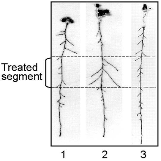 Lokální řízená transkripčními faktory, všechna stadia LK ANR1 Arabidopsis NITRATE REGULATED -MADS box transkripční faktor, akumulace mrna při nadbytku nitrátů, není v deficitních kořenech - NRT geny