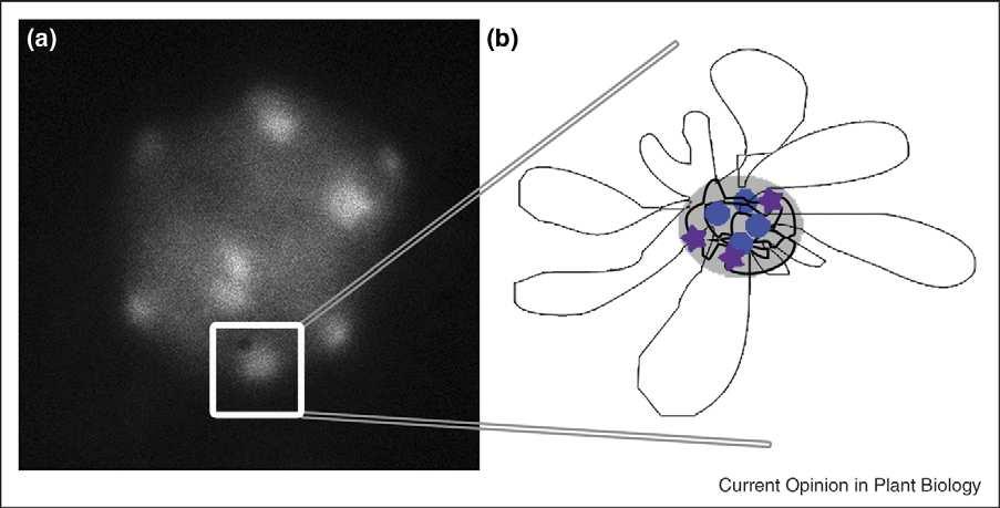 Remodelace chromatinu euchromatin x heterochromatin