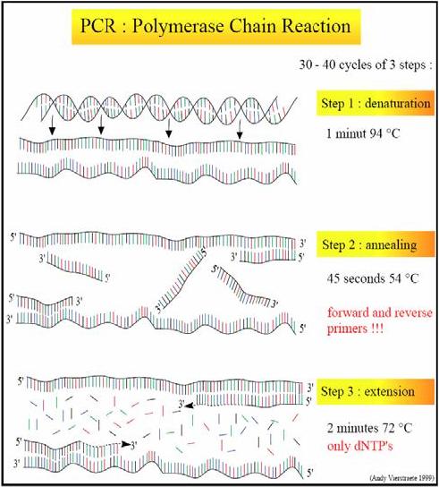 Obr. 1.5: Stručné schéma prvního cyklu PCR [6]. Tab. 1.4: Teoretický počet jednotlivých amplifikačních produktů PCR po ukončení různého počtu amplifikačních cyklů při 100 % účinnosti amplifikace.