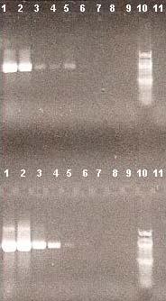 4.2.3 Druhově specifická PCR reakce s purifikovanou DNA Streptococcus thermophillus CCM 4757 Vzorky DNA č.1 a 2 byly vyizolovány ze stejného hrubého lyzátu.