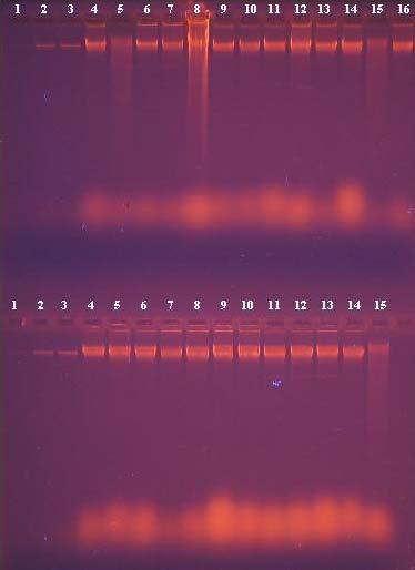 Řada 1 DNA RNA Řada 2 DNA RNA +/- Řada 1 Řada 2 Běh č. Purif. DNA detekce Běh č. Purif. DNA detekce 1. 35 ng * - 1. 35 ng * - 2. 280 ng * + 2. 280 ng * + 3. 350 ng * + 3. 350 ng * + 4. DNA 1 + 4.