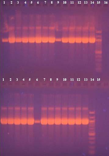 Řada 1 968bp 1500bp 1200bp Řada 2 968bp 1500bp 1200bp Řada 1 Řada 2 Běh. č DNA Detekce PCR Detekce PCR Běh.č. DNA produktu produktu 1. purif. DNA 1 + 1. purif. DNA 14 + 2. purif. DNA 2 + 2. purif. DNA 15 + 3.