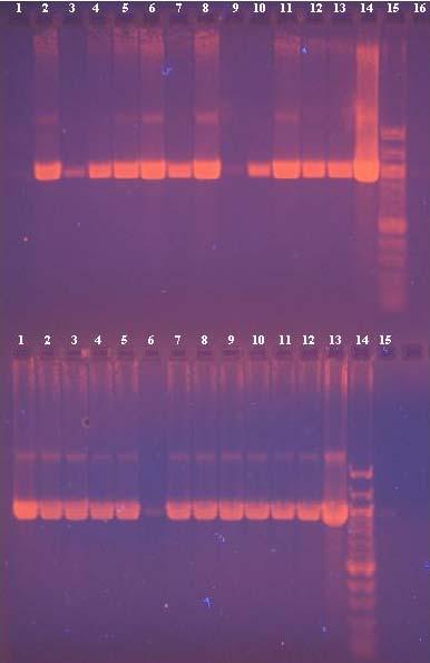 U všech vzorků se amplifikoval intenzivní PCR produkt. U vzorků 1, 3, 9 a 19 je intenzita PCR produktu množství výrazněji menší. 4.