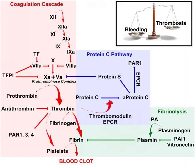 Etiopatogeneze Ben S et al.