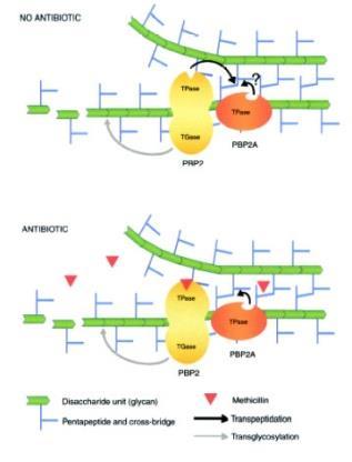 - blok transpeptidázy penicillin binding proteins