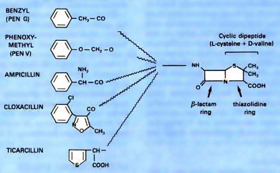 Penicilinová antibiotika Základem je kys.