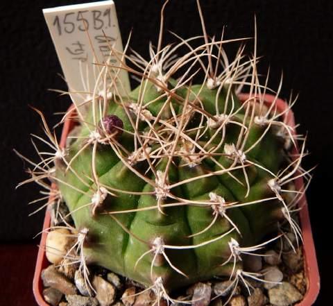 Berger, Kakteen - Echinocactus bodenbenderianum Hosseus, Ech. damsii K.Sch., Ech. delaetii K.Sch. Gymnocalycium anisitsii typ, foto autor Obrázek G.