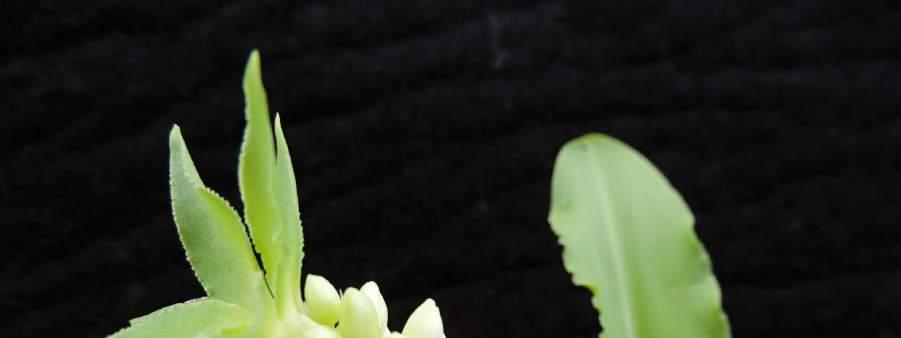 Eucomis