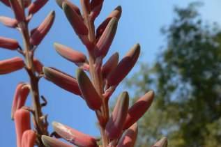 Aloe christianii RSTR420, Kidayi První rostliny jsme pozorovali v údolí na severní straně pohoří Udzungwa. Vyskytovaly se zejména v blízkosti řeky Great Ruaha, kde jsme spíš fotili slony a krokodýly.