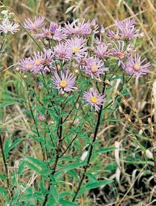 Plazi jsou zastoupeni je tûrkou obecnou (Lacerta agilis) a uïovkou hladkou (Coronella austriaca), ptáci bramborníãkem ãernohlav m (Saxicola torquata), pûnicí vla skou (Sylvia nisoria) nebo