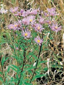 Plazi jsou zastoupeni je tûrkou obecnou (Lacerta agilis) a uïovkou hladkou (Coronella austriaca), ptáci bramborníãkem ãernohlav m (Saxicola torquata), pûnicí vla skou (Sylvia nisoria) nebo