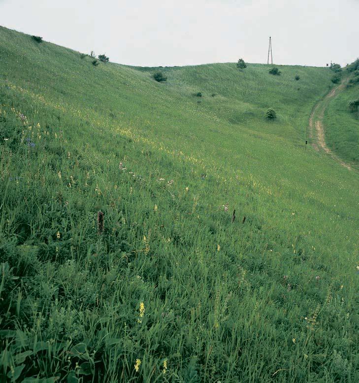 473-50_HO_uzemi 8.3.008 :5 Stránka 484 Brnûnsko GEOLOGIE Skalní podloïí tvofií paleogenní pískovce Ïdánicko-hustopeãského souvrství vnûj ího fly e.