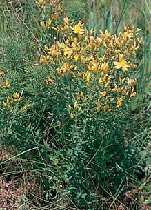 (Teucrium chamaedrys), prorostlík srpovit (Bupleurum falcatum) a dobromysl obecná (Origanum vulgare).