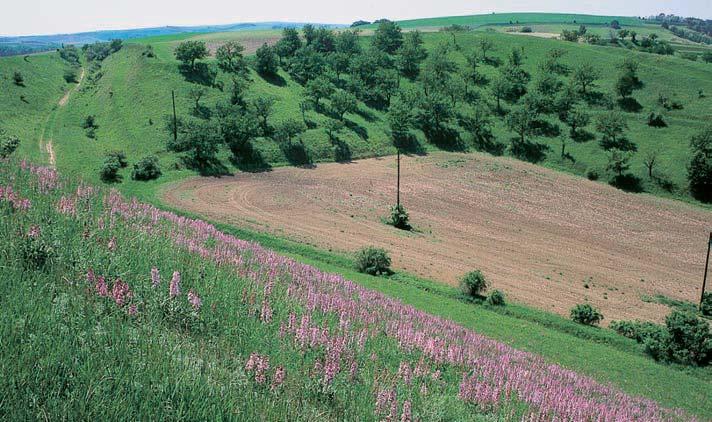 Zejména na severnû orientovaném svahu dominuje vegetace svazu Bromion erecti s váleãkou prapofiitou (Brachypodium pinnatum) asvefiepem vzpfiímen m (Bromus erectus), v níï byl zji tûn i zákonem