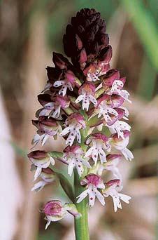 Z teplomiln ch druhû zde roste svefiep vzpfiímen (Bromus erectus), váleãka prapofiitá (Brachypodium pinnatum), ostfiice chabá (Carex flacca) ao. Micheliho (C. michelii).