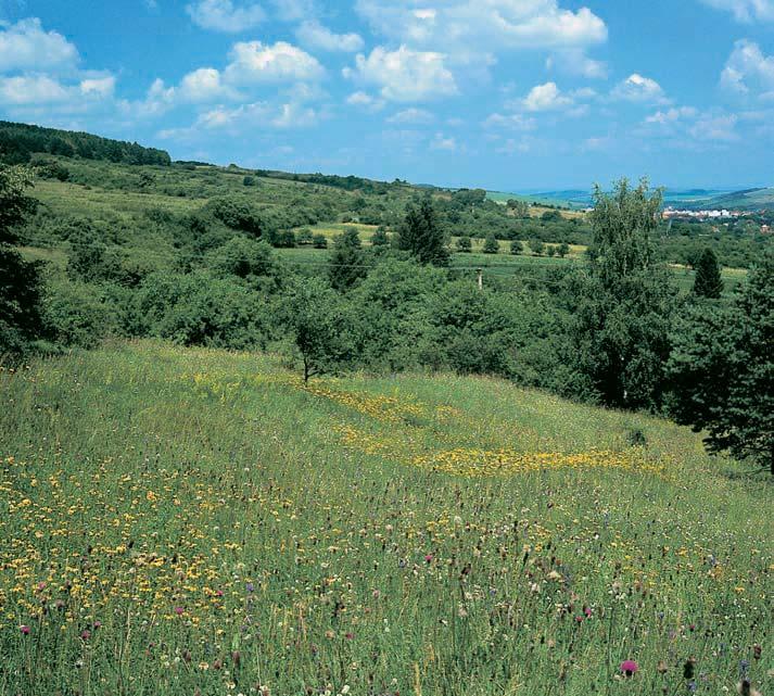 Vstavaã osmahl (Orchis ustulata) patfií k silnû ohroïen m druhûm na í kvûteny. 3 PP Nad Vápenkou je kryta teplomilnou travinobylinnou vegetací srozpt len mi ostrûvky kfiovin.