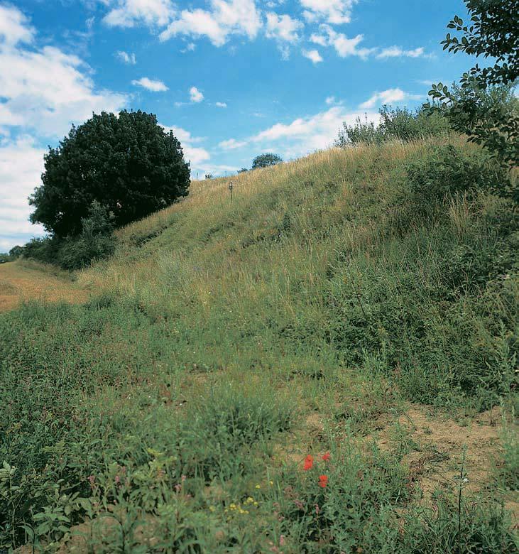 severní volyàsk (Galium boreale subsp.