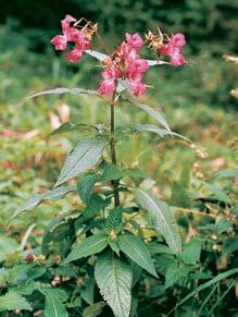 neofyty. K nejrozfiífienûj ím patfií net kavka Ïláznatá (Impatiens glandulifera).