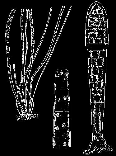 spra ov ch hlín. V okolí Píseãného rybníka se vyvinuly hluboké molikové pûdy ãernice typická a arenická, které ve v chodní ãásti obklopují velké celky arenosolû (kambizemû arenické).