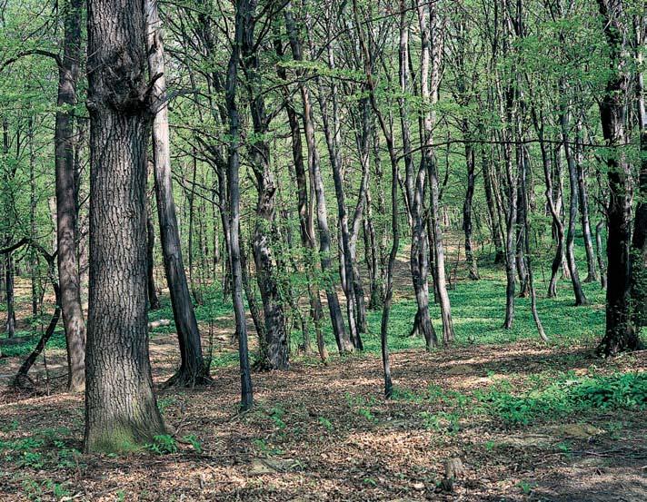 tfie eà ptaãí (Cerasus avium) a jilm habrolist (Ulmus minor).