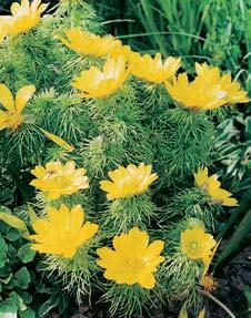 joannis), k. vláskovit (S. capillata), ãesnek Kriticky ohroïen m druhem na í kvûteny je hadinec nachov (Echium russicum).