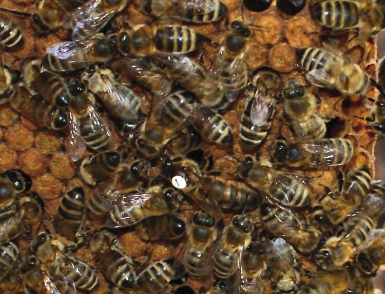 Včelařská praxe Tvorba mladých včelstev ve dvanácti krocích Každý, kdo chová jakékoli živáčky, se setkává s jejich zrozením, stárnutím, chorobami, nižší výkonností i smrtí.