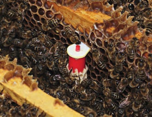 Stejně se musí chovat i včelaři a svá včelstva musí periodicky omlazovat. Po vytáčení jarních květových medů nastává vhodné období, k vytvoření mladých včelstev.