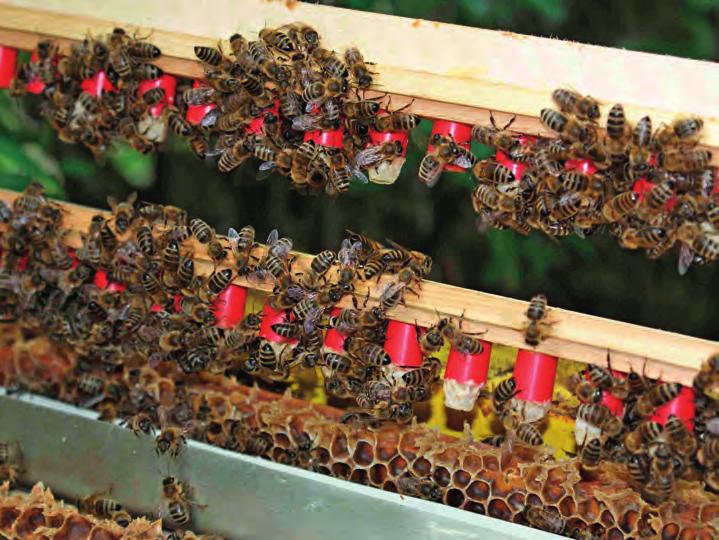 Včelařská praxe Baterie matečníků Plemenáče - zužitkování matečníků a rozpuštění sádky Jedenáctý den po přijetí matečníků si vystrojíme požadovaný počet plemenáčů.