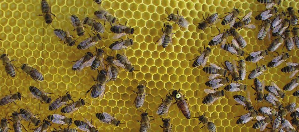 Jak to dělám já Včelaření podle Ing. Ebrleho Matka na panenském plástu Včely jsem začal chovat, když mně bylo asi 10 let. To mně rodiče pořídili úl, roj a učitele. Učitel přišel s bedýnkou.
