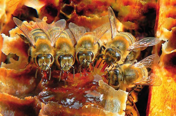 Jak to dělám já Foto J. Permedla se nechceme otravovat s vytáčením medu, když jsou včely doma, můžeme si vybrat kterýkoliv další i pěkný den. Přivstaneme si a vytáčet začneme třeba v 5,00 hodin.