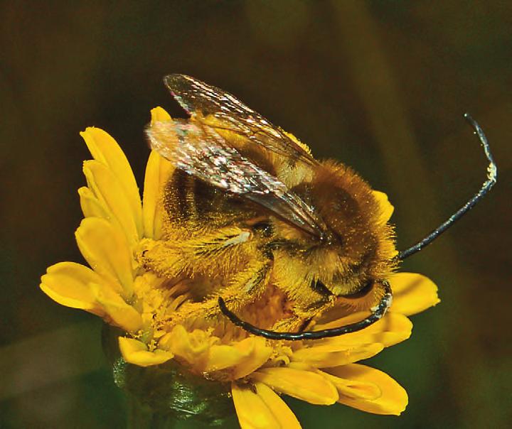Co říká věda Včelí varování Včela nemusí najít na květu jen pyl a nektar. Může tu na ni čekat i smrtelné nebezpečí.