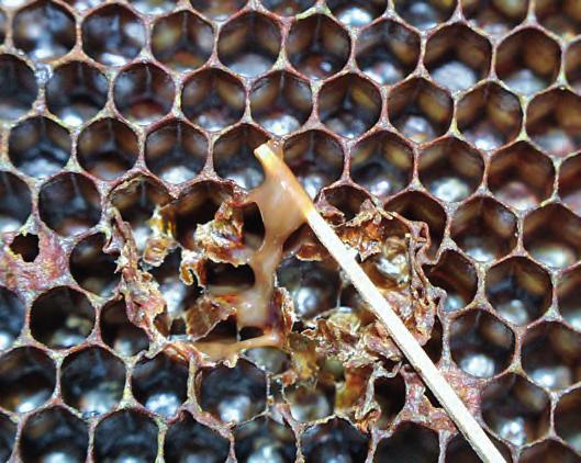 Aktuálně Jasný příznak moru včelího plodu Napadené buňky Mor včelího plodu nezná hranice Mezinárodní seminář k moru včelího plodu, nákazy, se kterou se potýkají nejen naši a slovenští včelaři,