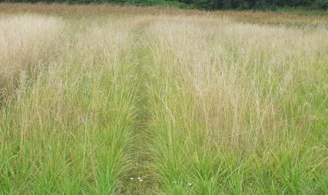 Význam energetických trav pro nepotravinářské využití půdy - nové možnosti a perspektivy využití trav pro průmyslové využití, - využití ladem ležící půdy pro nepotravinářské účely, - využití produkce