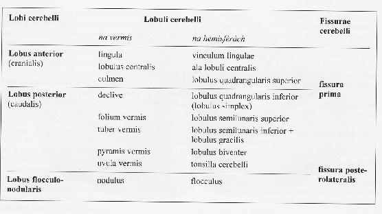 Obr. 4 Lobi a lobuli cerebelli Zdroj : Čihák, Anatomie 3 Povrch mozečku je kryt šedou hmotou cortex cerebelli, uvnitř je bílá hmota corpus medullare, v níž nacházíme párové shluky šedé hmoty nuclei