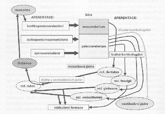 Obr. 5 Schéma zapojení mozečku Zdroj : Mysliveček, Základy neurověd 2.