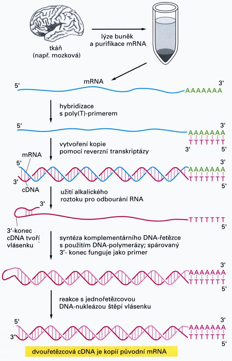 Reverzní transkriptáza RNA-dependentní DNA polymeráza přepis genetické informace z RNA do DNA Zdroj: retroviry