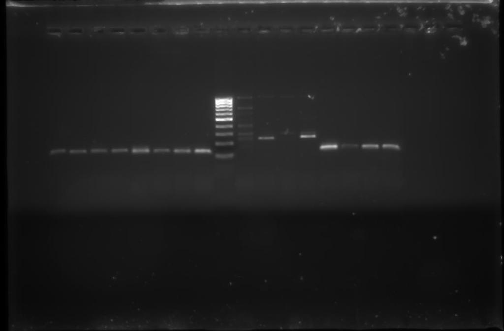 M vzorky vzorky Stanovení/ověření velikosti separovaných fragmentů DNA: spolu se vzorky se nanese na gel tzv. velikostní/hmotnostní standard směs fragmentů o známé délce (např.