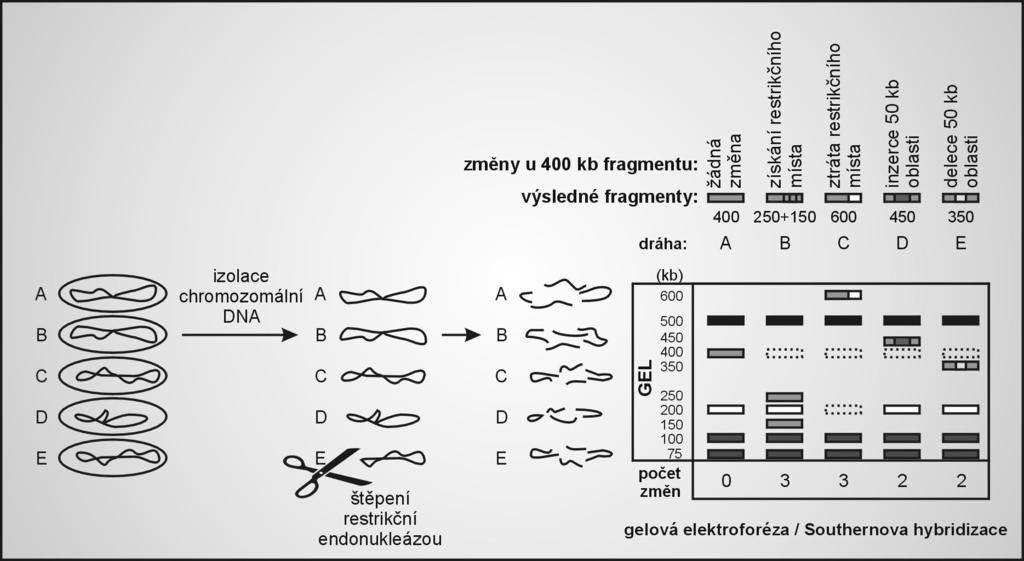 RFLP polymorfismus délky restrikčních fragmentů Postup: 1) izolace genomové DNA/amplifikace zájmového úseku pomocí PCR 2) štěpení restrikční endonukleázou (případně více enzymy; návazně či zvlášť;