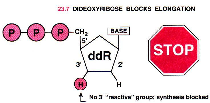 Dideoxynukleotidy nemají hydroxyl na 3 -konci blokují