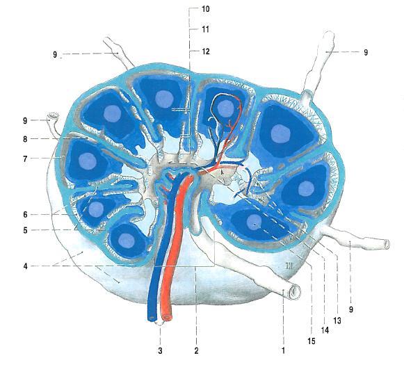 3 STAVBA A FUNKCE LYMFATICKÝCH UZLIN 3.1 Stavba lymfatických uzlin Lymfatické uzliny vznikají ve 2.