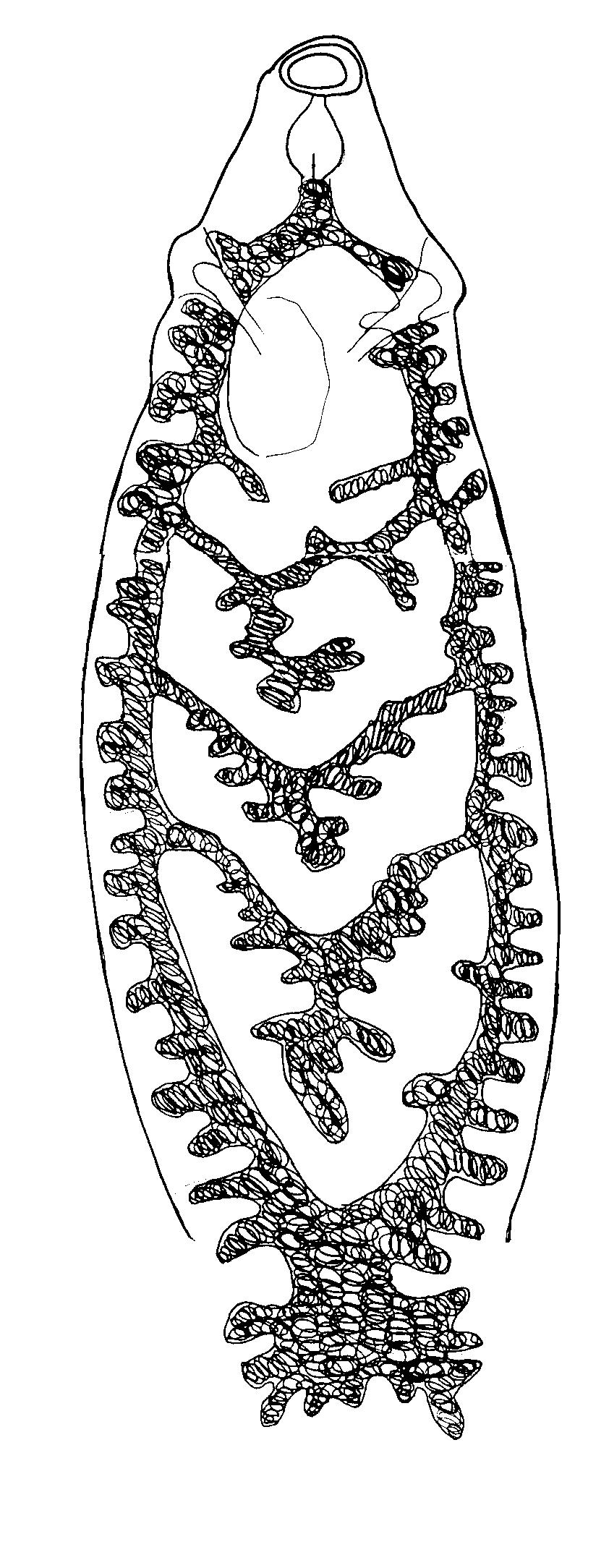 10 ploštěnci Plathelminthes Monogenea žábrohlíst žabí Polystoma integerrimum vyústění pochvy ústní přísavka
