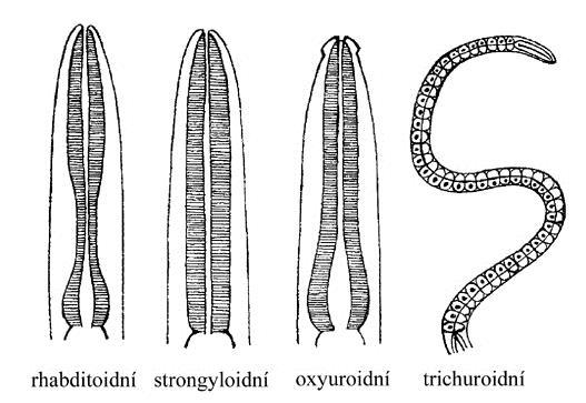 12 hlístice Nematoda roup dětský Enterobius vermicularis jícen pohlavní otvor uterus s vajíčky 1000 m řitní otvor 1. 2. 3. 4. Tvary hltanu hlístic: 1. rhabditoidní, 2. strongyloidní (filariformní), 3.