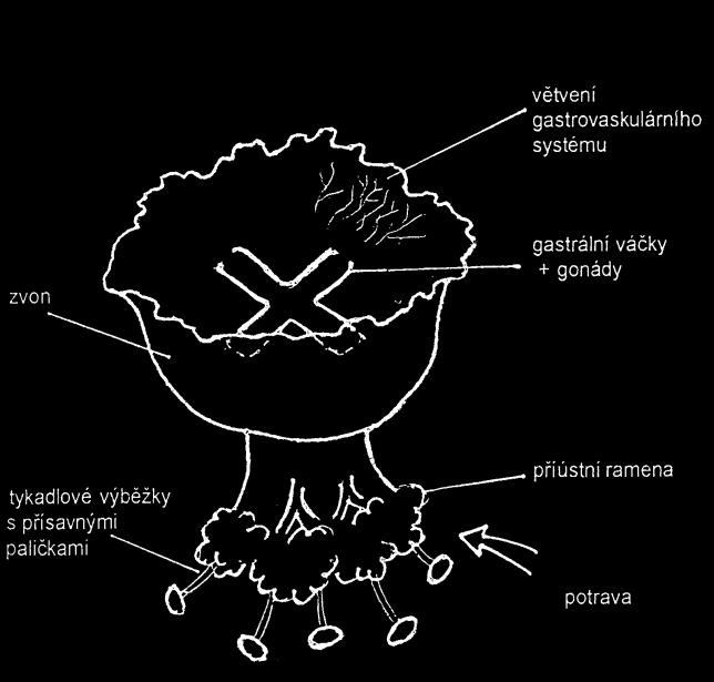 6 žahavci Cnidaria polypovci (Hydrozoa): Geryonia proboscidalis (hydromedusa)(1);